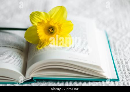 Gelbe Narzisse blühen und grünes Buch öffnen, Nahaufnahme. Stockfoto