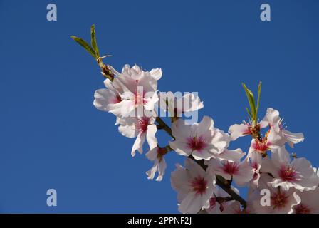 Mandelblüte und neue frische grüne Blätter, die im Frühling auf dem Ast des Baumes auftauchen, isoliert gegen blauen Himmel mit Kopierraum Stockfoto