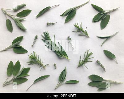 Auf weißem Hintergrund isolierte Kräuter, darunter frischer Salbei, Estragon, Rosmarin und Thymian Stockfoto