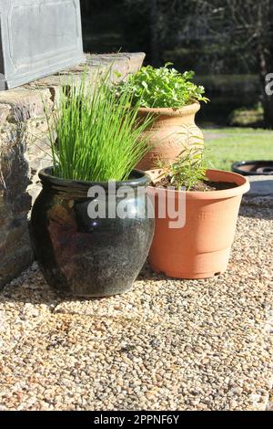 Kräuter in Töpfen wachsen Stockfoto