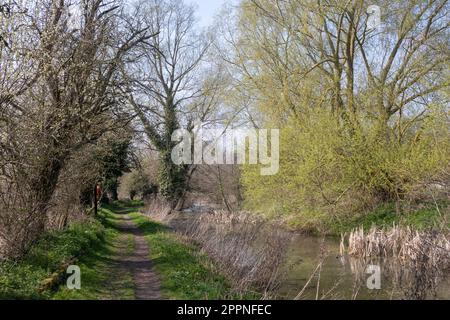 Frühlingsbäume entlang der New Reach, Halesworth Millennium Green, Halesworth, Suffolk, England Stockfoto
