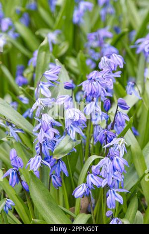 Leuchtend blaue Frühlingsblumen von Squill, scilla siberica im britischen Garten April Stockfoto