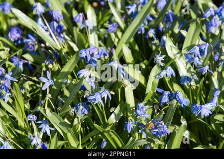 Leuchtend blaue Frühlingsblumen von Squill, scilla siberica im britischen Garten April Stockfoto