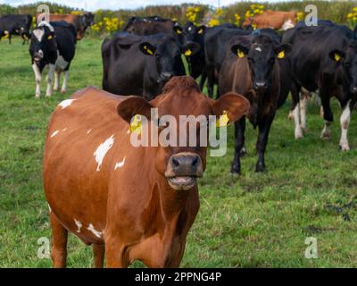 Ein paar hornlose Kühe auf der grünen Weide einer irischen Viehzucht an einem Sommerabend. Schwarze und braune Kühe auf dem Grasfeld Stockfoto