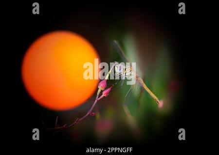 Libellen-Makro in der letzten Minute des Sonnenuntergangs Stockfoto