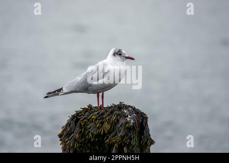 Schwarze Möwe auf einem Holzpfosten mit verschwommenem Meer im Hintergrund Stockfoto