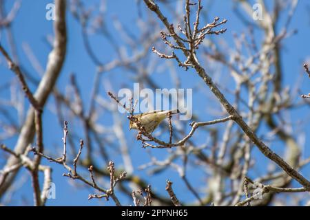 Der gewöhnliche Chiffchaff phylloscopus collybita, der im Frühjahr in einem Baum mit blauem Himmel im Hintergrund thront Stockfoto
