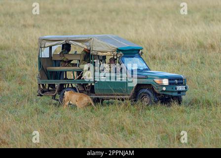 Löwin (Panthera leo) nähert sich einem Ranger-Jeep, Maasai Mara Game Reserve, Kenia Stockfoto