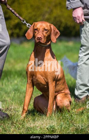 Magyar Vizsla Stockfoto