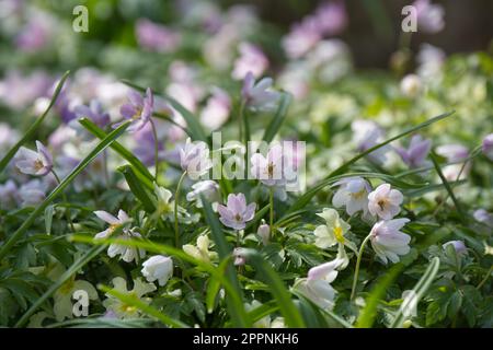 Blassgelbe Primrosen Primula vulgaris und rosa Frühlingsblumen der Holzanemone nemorosa E. A. Bowles im britischen Garten im April Stockfoto