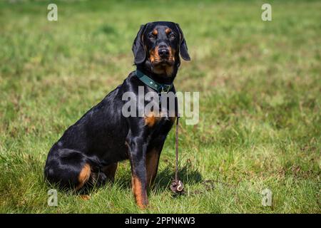 Österreichischer Black and Tan Hound, Brandlbracke Stockfoto