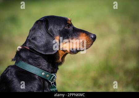 Österreichischer Black and Tan Hound, Brandlbracke Stockfoto