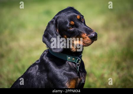 Österreichischer Black and Tan Hound, Brandlbracke Stockfoto