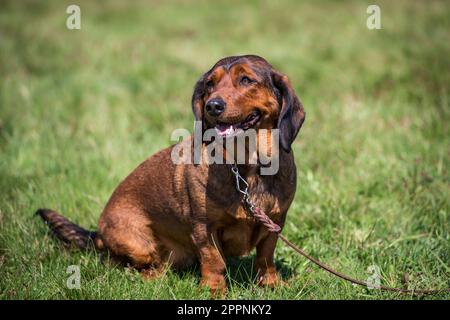 Alpine Dachsbracke, alpenländische Dachsbracke Stockfoto