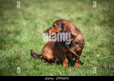 Alpine Dachsbracke, alpenländische Dachsbracke Stockfoto