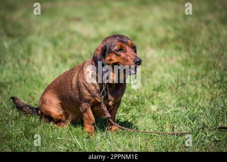 Alpine Dachsbracke, alpenländische Dachsbracke Stockfoto