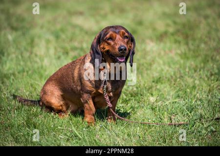 Alpine Dachsbracke, alpenländische Dachsbracke Stockfoto