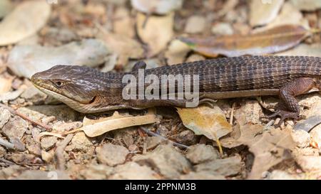 Erwachsener California Alligator Lizard, der sich auf dem Weg sonnt. Santa Clara County, Kalifornien, USA. Stockfoto