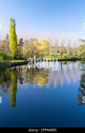 Bäume im Wasser reflektiert Stockfoto