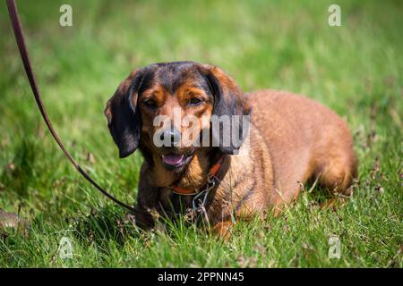 Alpine Dachsbracke, alpenländische Dachsbracke Stockfoto