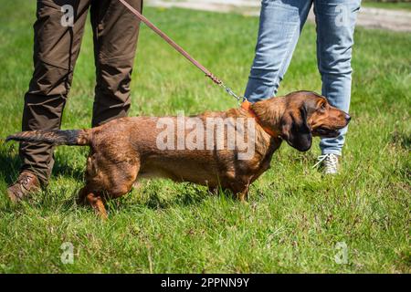 Alpine Dachsbracke, alpenländische Dachsbracke Stockfoto