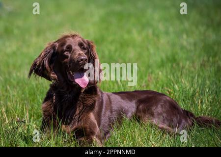 Deutsche Langhaar-Pointer Stockfoto