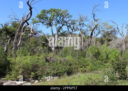 Old Fire Tree Damage, Soda Canyon Road, Napa, Kalifornien Stockfoto