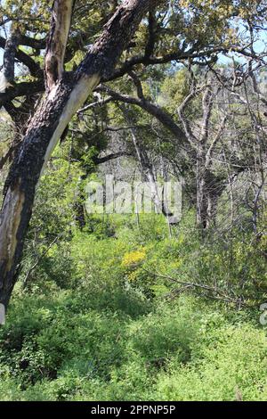 Old Fire Tree Damage, Soda Canyon Road, Napa, Kalifornien Stockfoto