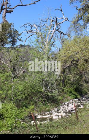 Old Fire Tree Damage, Soda Canyon Road, Napa, Kalifornien Stockfoto