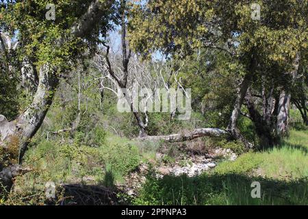 Old Fire Tree Damage, Soda Canyon Road, Napa, Kalifornien Stockfoto