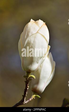 Weiße Magnolienblume aus der Nähe im Kurpark Oberlaa Stockfoto