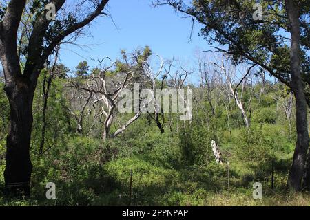 Old Fire Tree Damage, Soda Canyon Road, Napa, Kalifornien Stockfoto