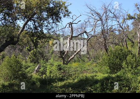 Old Fire Tree Damage, Soda Canyon Road, Napa, Kalifornien Stockfoto