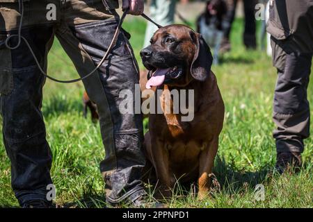 Hannoverhund, Hannoverscher Schweißhund Stockfoto