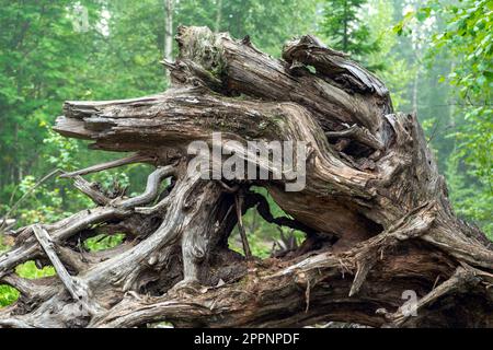 Knorrige Äste und Wurzeln eines umgedrehten Baumes. Stockfoto