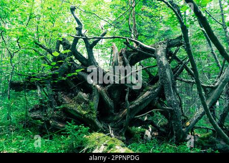 Knorrige Äste und Wurzeln eines umgedrehten Baumes. Stockfoto
