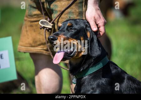 Österreichischer Black and Tan Hound, Brandlbracke Stockfoto