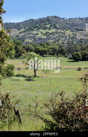 Blick von der Soda Canyon Road, Napa, Kalifornien Stockfoto