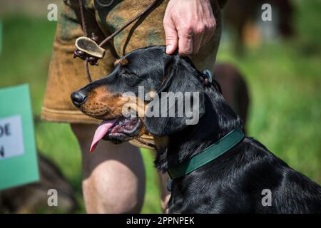 Österreichischer Black and Tan Hound, Brandlbracke Stockfoto