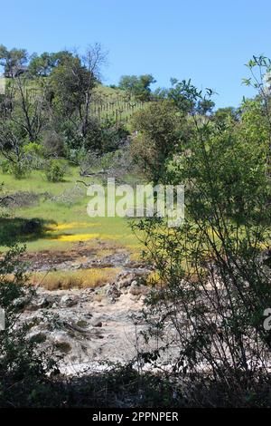 Blick von der Soda Canyon Road, Napa, Kalifornien Stockfoto