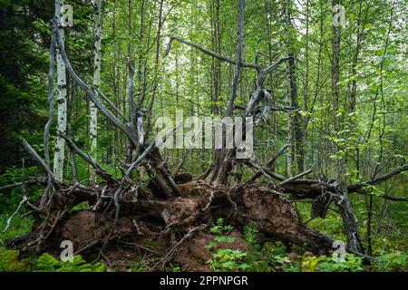 Knorrige Äste und Wurzeln eines umgedrehten Baumes. Stockfoto