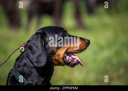 Österreichischer Black and Tan Hound, Brandlbracke Stockfoto