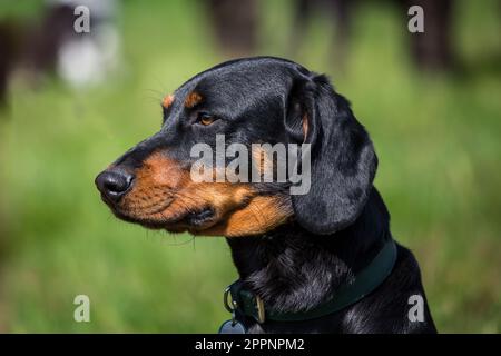 Österreichischer Black and Tan Hound, Brandlbracke Stockfoto