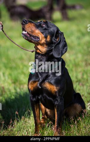 Österreichischer Black and Tan Hound, Brandlbracke Stockfoto