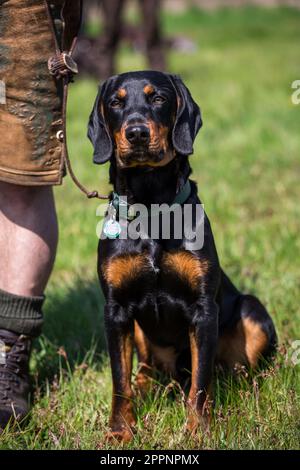 Österreichischer Black and Tan Hound, Brandlbracke Stockfoto