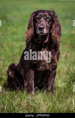 Deutscher Spaniel, deutscher Wachtelhund Stockfoto