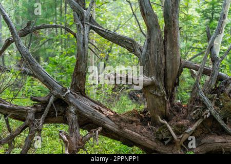 Knorrige Äste und Wurzeln eines umgedrehten Baumes. Stockfoto