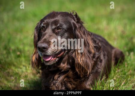 Deutscher Spaniel, deutscher Wachtelhund Stockfoto