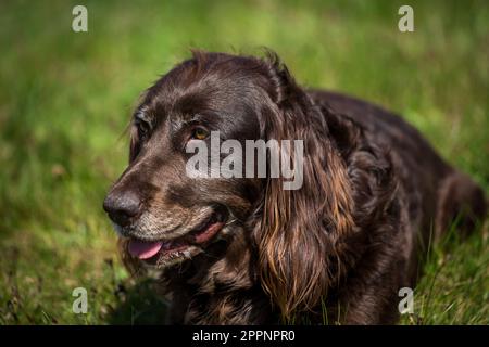 Deutscher Spaniel, deutscher Wachtelhund Stockfoto