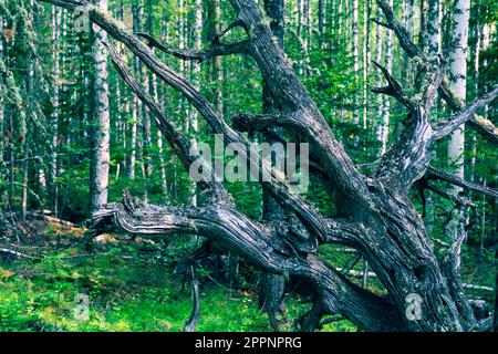 Überreste einer baumtrockenen und toten grauen Wurzeln. Alte trockene Wurzelbäume fielen aus dem Boden. Stockfoto